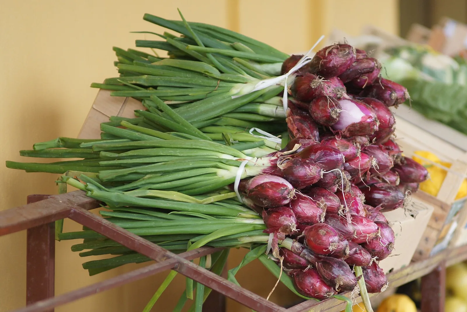 Fresh Tropea onions tied in bunches in a shop