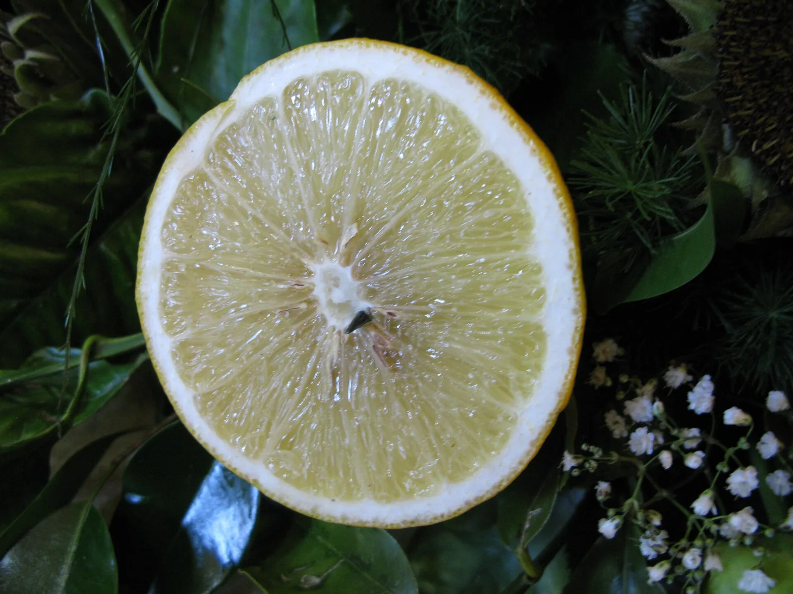 Cross section of bergamot fruit among green leaves