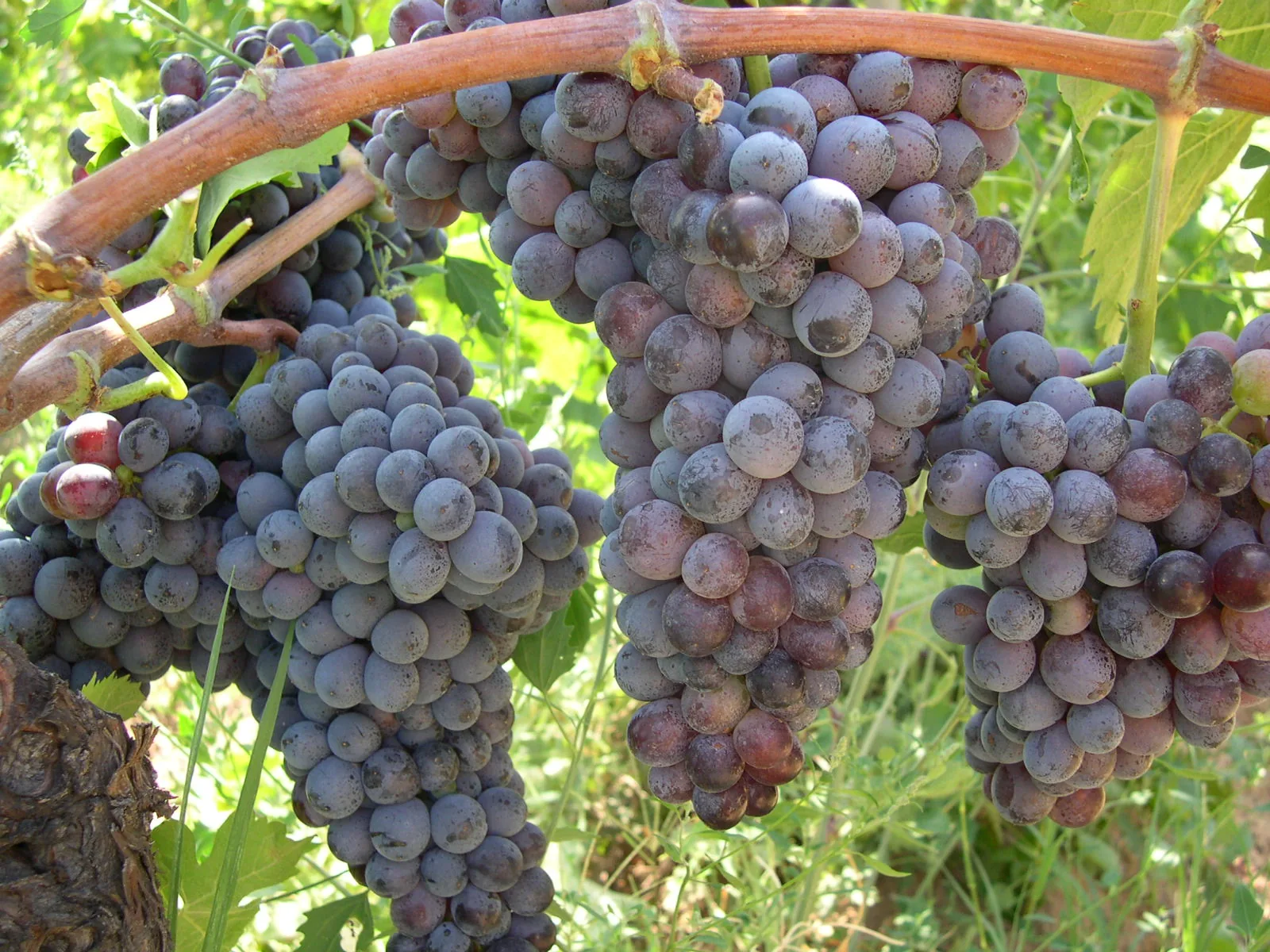 Gaglioppo grape clusters in Calabria